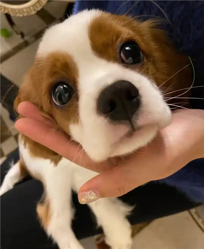 宠物医生，狗狗呕吐、不吃不喝怎么回事?