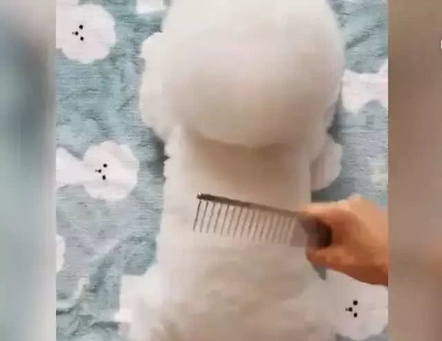 狗主人给比熊梳毛，然后发现自己饿了，奇怪这里怎么有个棉花糖?