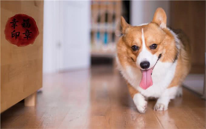 要学习如何训狗,这些原则一定要谨记