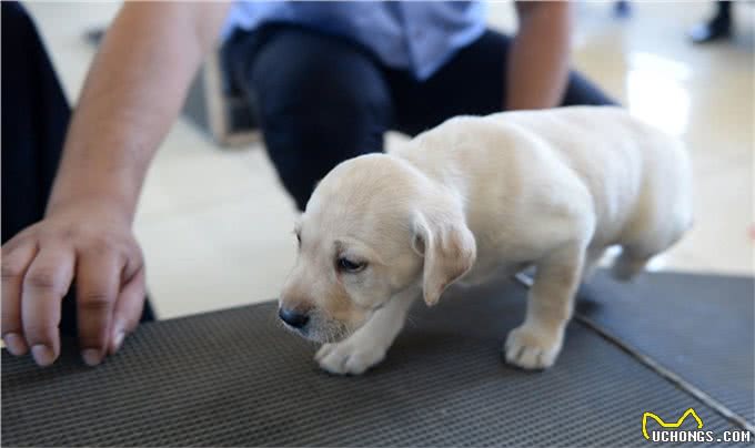 要学习如何训狗,这些原则一定要谨记