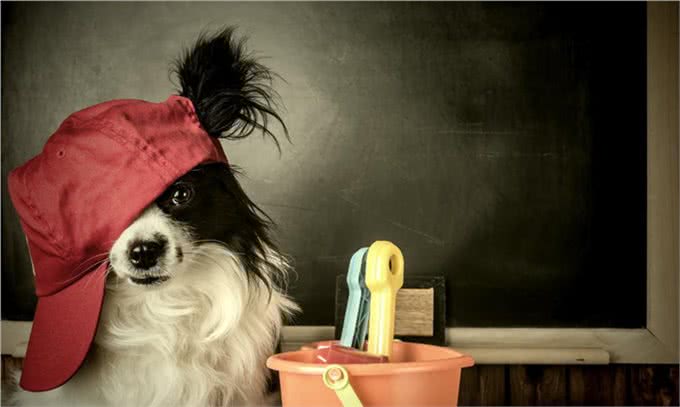 要学习如何训狗,这些原则一定要谨记