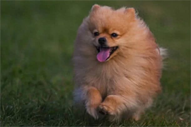 历史上最著名的7种狗