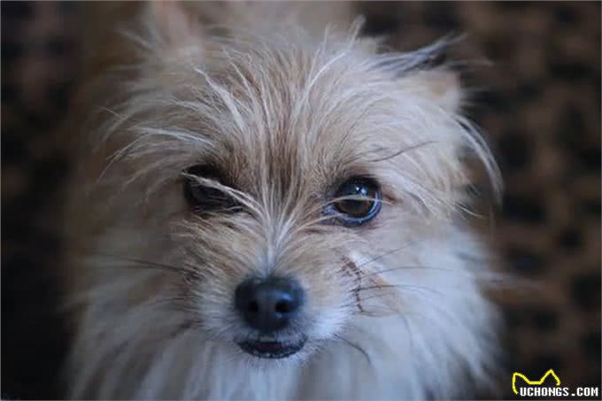 历史上最著名的7种狗