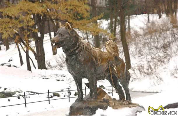 历史上最著名的7种狗