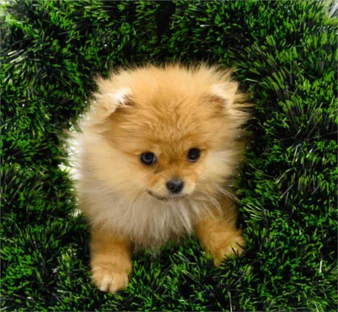 历史上最著名的7种狗