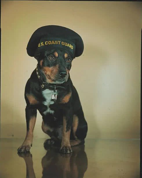 历史上最著名的7种狗