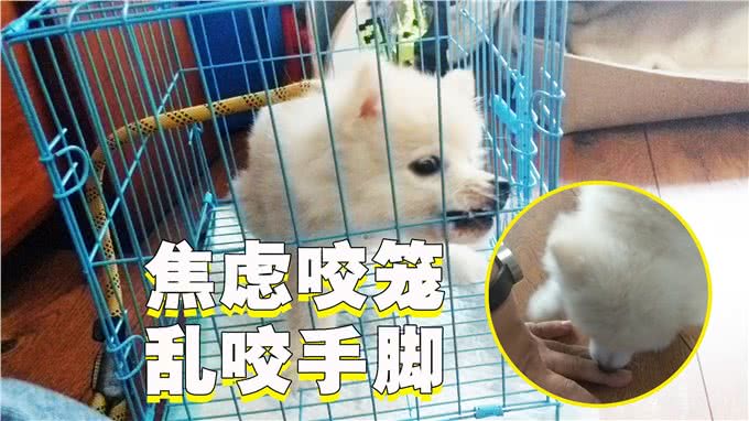 狗狗乱咬手脚，还会咬笼子，其实拍一拍就能纠正