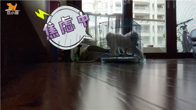 狗狗乱咬手脚，还会咬笼子，其实拍一拍就能纠正