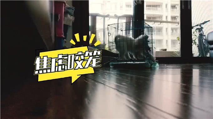 狗狗乱咬手脚，还会咬笼子，其实拍一拍就能纠正