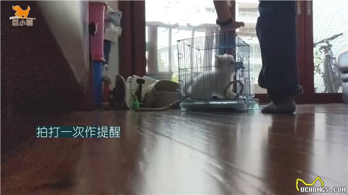 狗狗乱咬手脚，还会咬笼子，其实拍一拍就能纠正