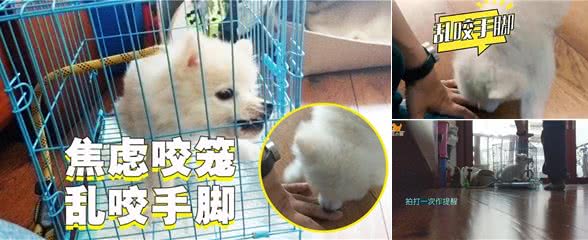 狗狗乱咬手脚，还会咬笼子，其实拍一拍就能纠正