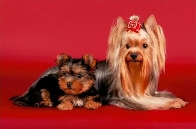 约克夏犬与宠物狗疫苗的功效