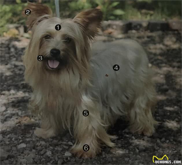 约克夏犬与宠物狗疫苗的功效