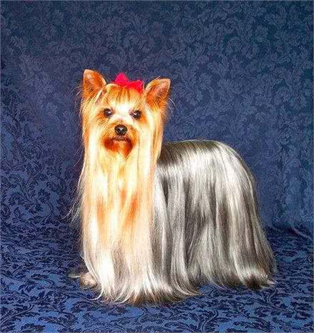 约克夏犬与宠物狗疫苗的功效