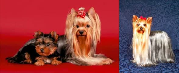 约克夏犬与宠物狗疫苗的功效