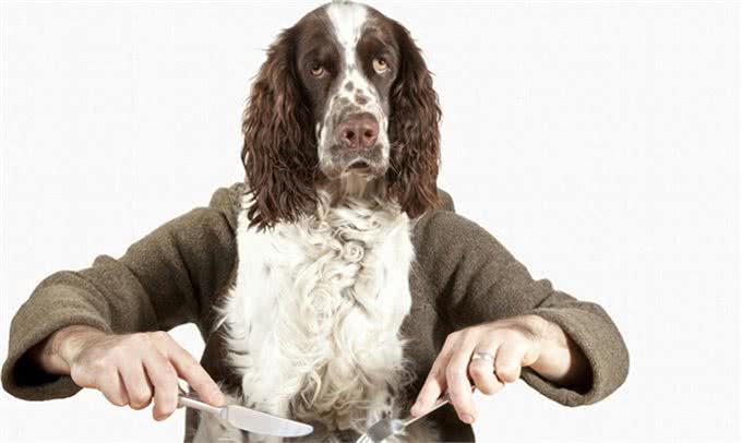 狗狗不能吃的10种东西，作为主人的你都知道吗