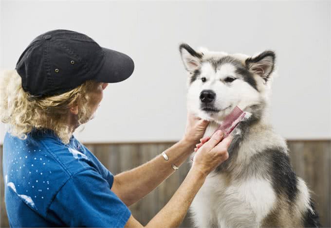狗狗身上的皮屑是怎么产生的，我们怎么样才能清理干净