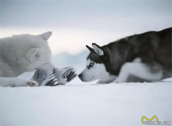 狗狗身上的皮屑是怎么产生的，我们怎么样才能清理干净