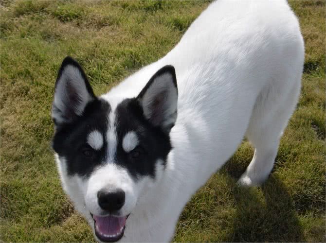 狗狗身上的皮屑是怎么产生的，我们怎么样才能清理干净