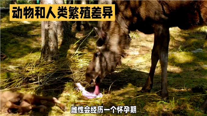 狼与狗的交配过程解密2