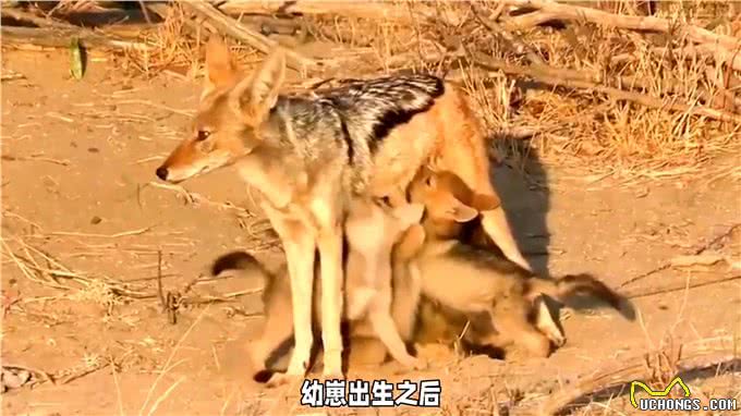 狼与狗的交配过程解密2