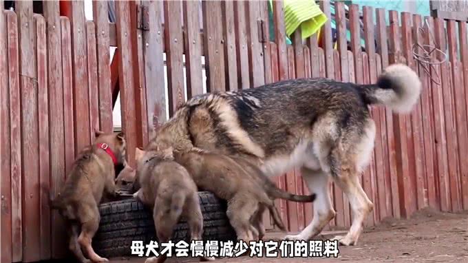 狼与狗的交配过程解密2