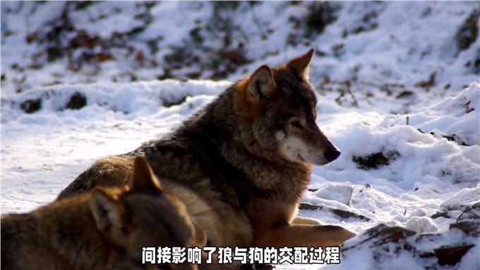 狼与狗的交配过程解密2