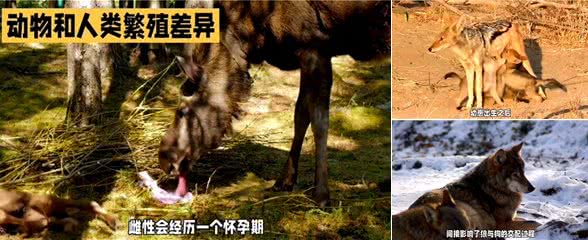 狼与狗的交配过程解密2