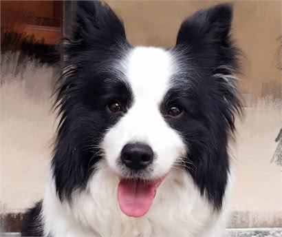 如果想要养边牧，一定要注意这几个问题，不然就会养不好