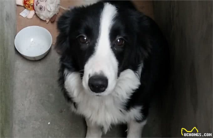 如果想要养边牧，一定要注意这几个问题，不然就会养不好