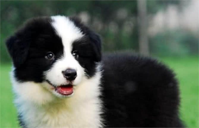 如果想要养边牧，一定要注意这几个问题，不然就会养不好