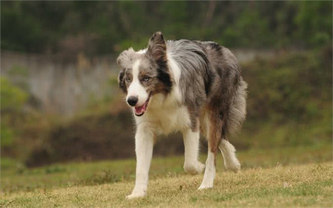 如果想要养边牧，一定要注意这几个问题，不然就会养不好
