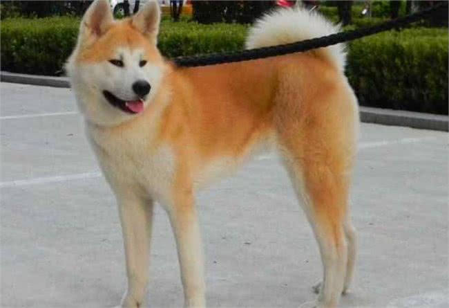 最忠诚的5种狗狗，第一种服从性强，第四种只认一个主人