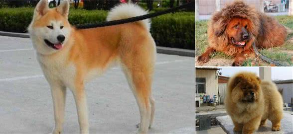最忠诚的5种狗狗，第一种服从性强，第四种只认一个主人