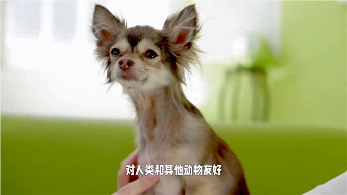 西施犬的优缺点有哪些?