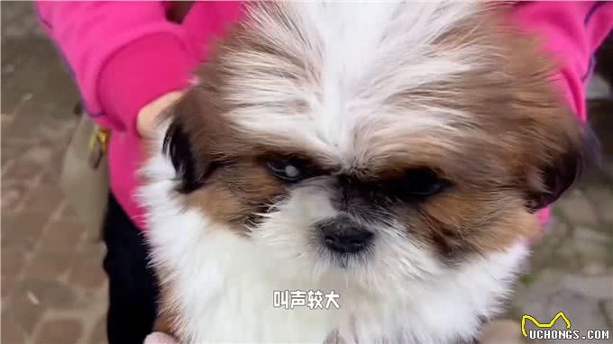 西施犬的优缺点有哪些?