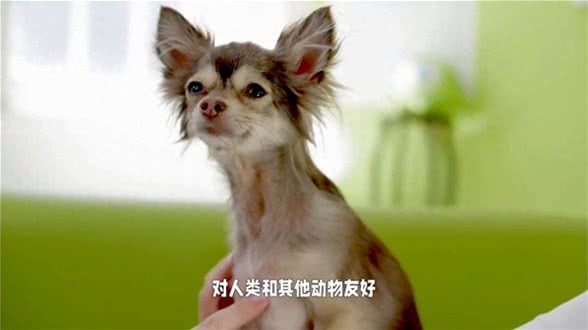 西施犬的优缺点有哪些?