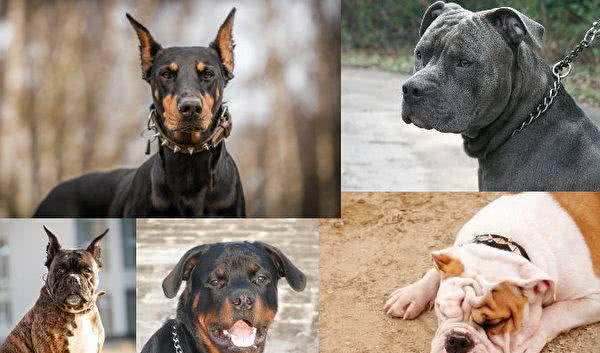 您选择的犬种透露您的个性