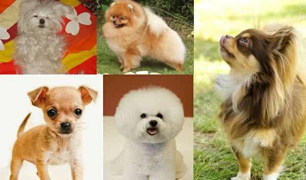 您选择的犬种透露您的个性