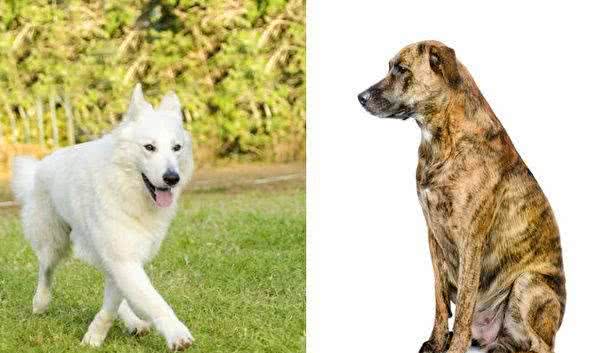 您选择的犬种透露您的个性