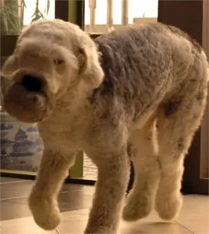 合肥禁养犬种39-弗兰德牧羊犬