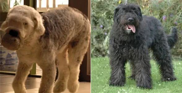 合肥禁养犬种39-弗兰德牧羊犬
