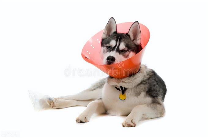 养狗手册：去狗癣最简单的方法