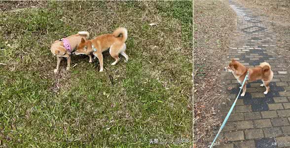 训犬神器，电子遥控项圈的使用方法