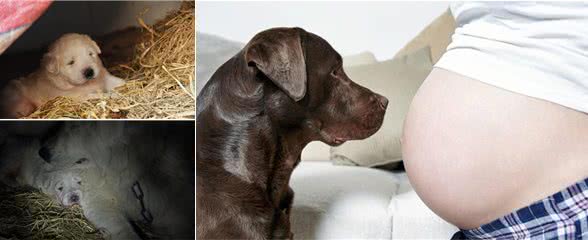 判断母犬怀孕的6种方法?