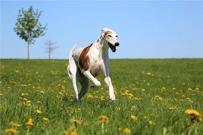 惠比特犬和灵缇的区别，惠比特和灵缇犬有什么区别