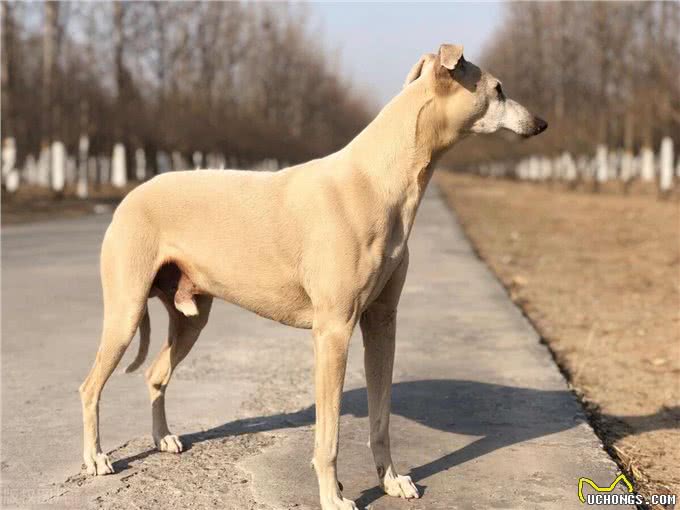 惠比特犬和灵缇的区别，惠比特和灵缇犬有什么区别