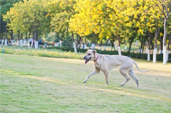 惠比特犬和灵缇的区别，惠比特和灵缇犬有什么区别
