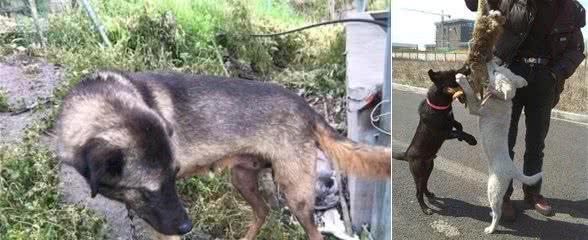 中华名犬—凉山犬