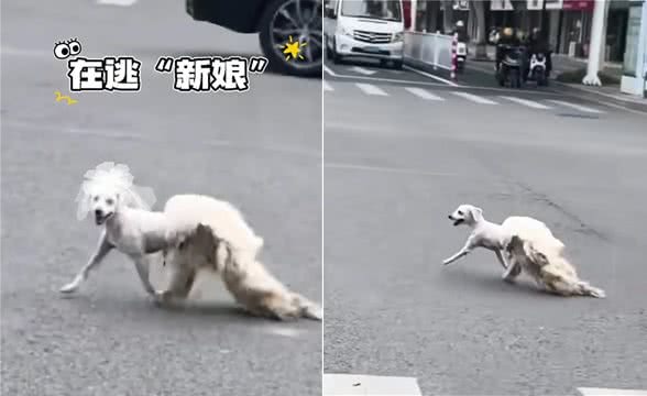 狗狗剃毛中途越狱，店主急寻爱宠，狗狗:别想抢我的皮大衣!